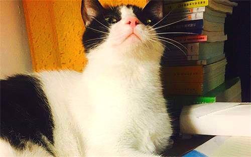 娱乐吃瓜酱猫妈妈视频